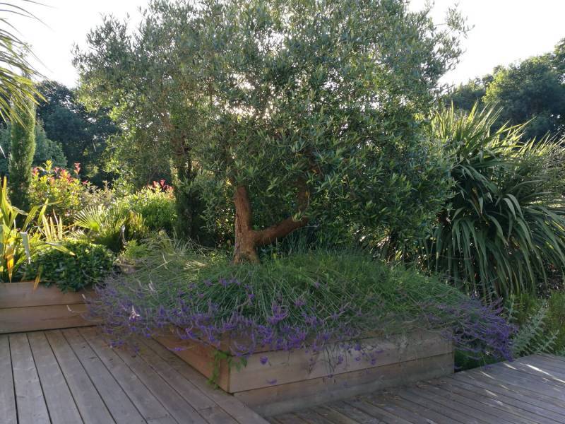 Plantation d_un olivier centenaire dans une jardinière